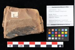 Foto (Objekt + Etikett) von Peridermium palaeopini Ettingshausen (NHMW-GEO-2024-0188-0003)